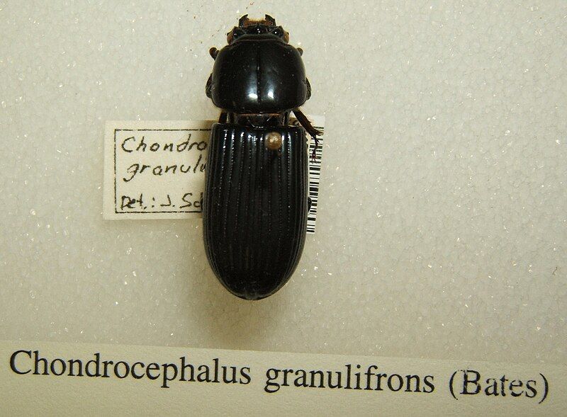 File:Chondrocephalus granulifrons sjh.jpg