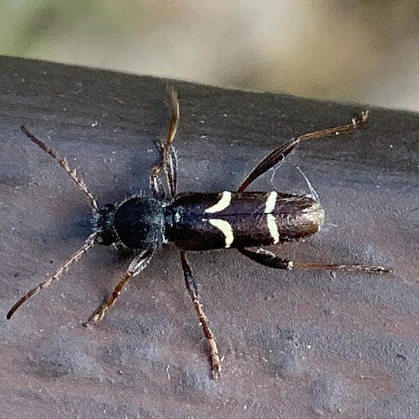 File:Clytus canadensis.jpg