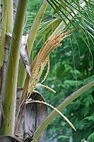 Coconut flowers