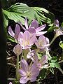 Colchicum byzantinum