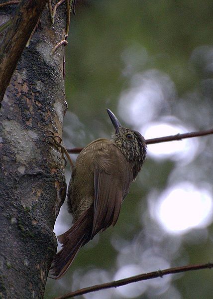 File:Dendrocolaptes platyrostris.jpg