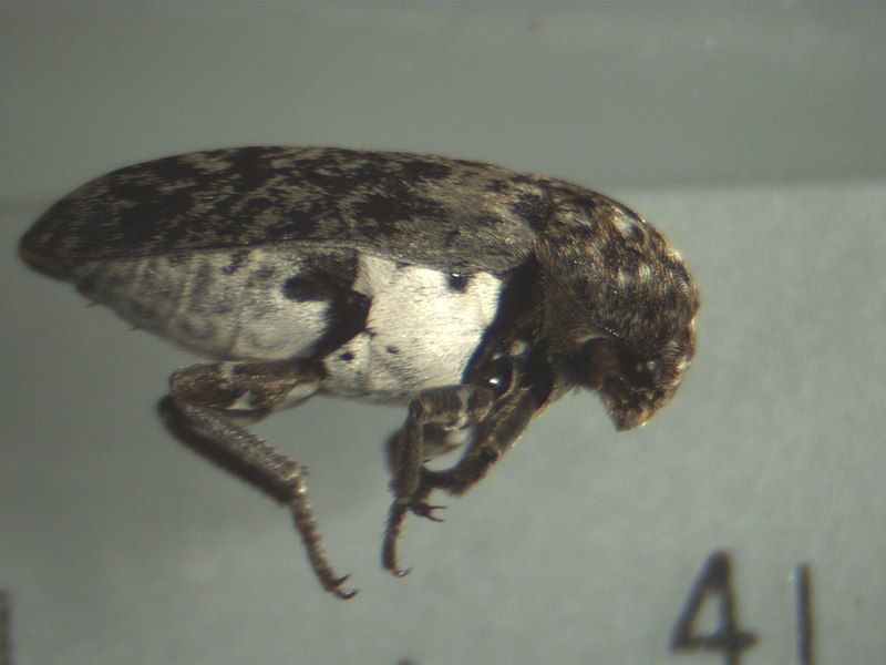 File:Dermestidae 1.jpg