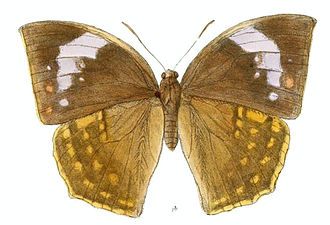 Dorsal view