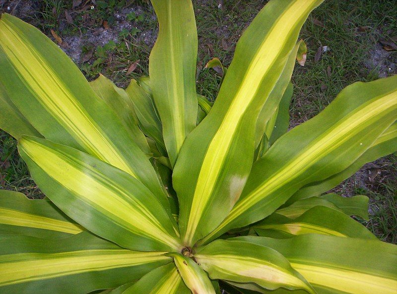 File:Dracaena fragrans massangeana.jpg