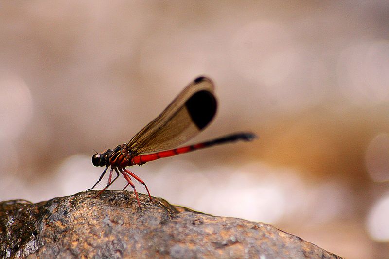 File:DragonFly.jpg