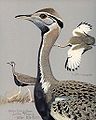 Black-bellied bustard, from Album of Abyssinian Birds and Mammals (1930)