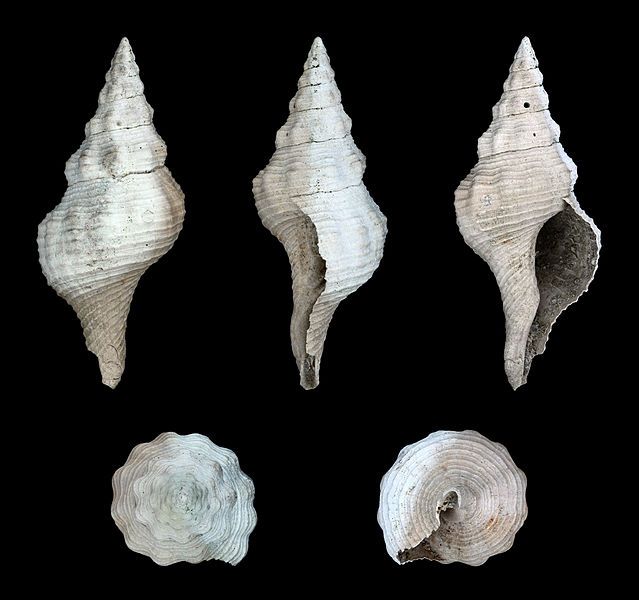 File:Fasciolaria scalarina 01.JPG