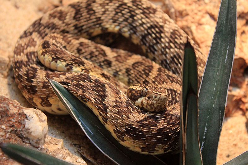 File:Gfp-caatinga-lance-headed-pitviper.jpg