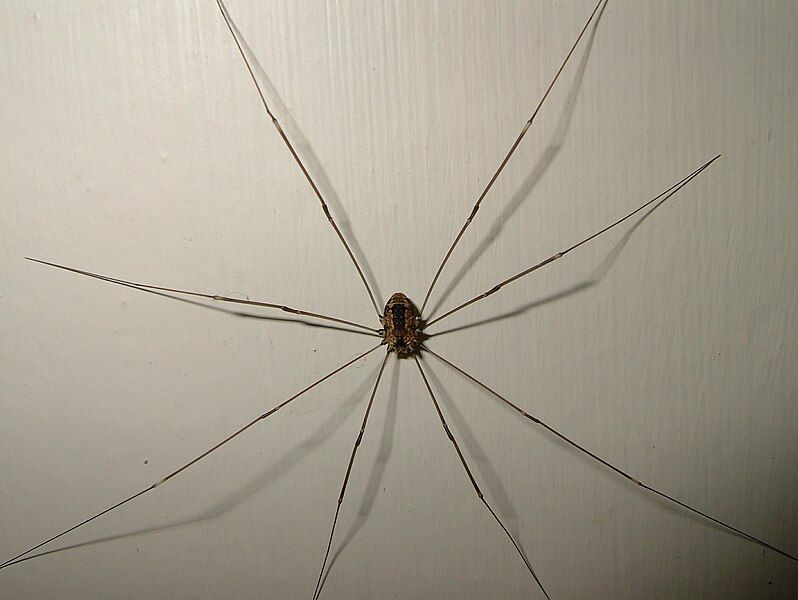 File:Harvestman Spider.JPG