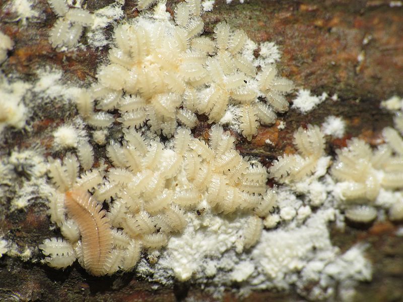 File:Hatchling Bracycybe lecontii.jpg