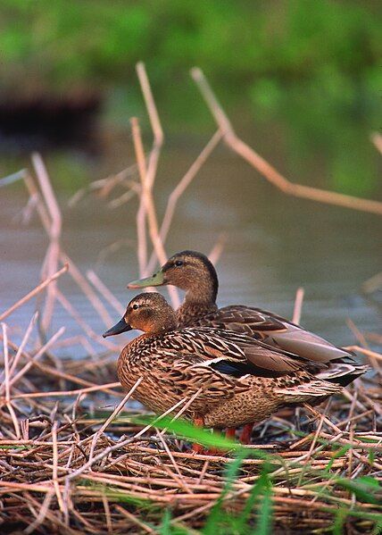 File:Hawaiian duck.jpg