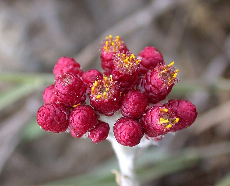 File:Helichrysum sanguineum 1.jpg