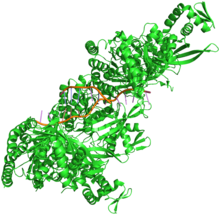 Crystal structure of RecA bound to DNA.