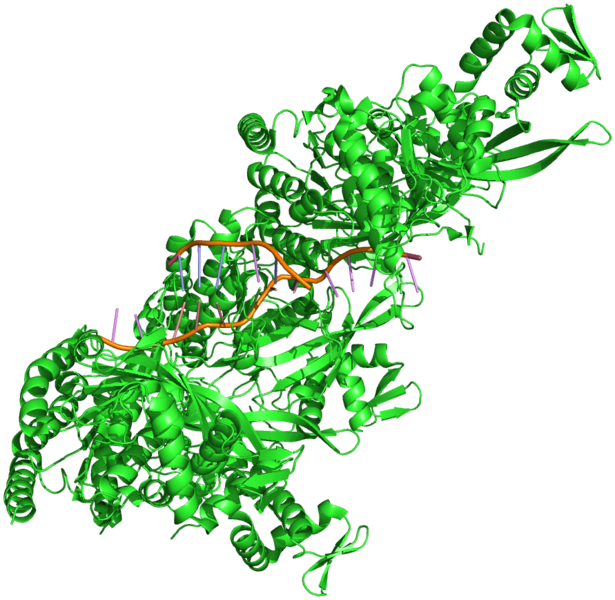 File:Homologous recombination 3cmt.png