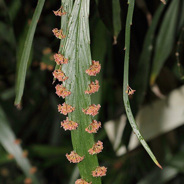 File:IMG 7294-Phyllanthus angustifolius.jpg