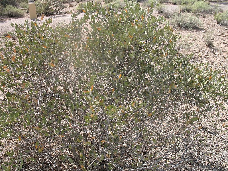 File:Jojoba1343.JPG