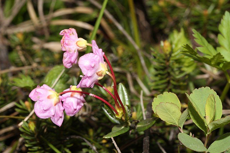 File:Kalmia microphylla 0605.JPG