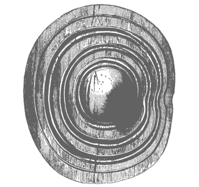 File:Kiltubrid-Alder-wooden-shield-Ireland2.png