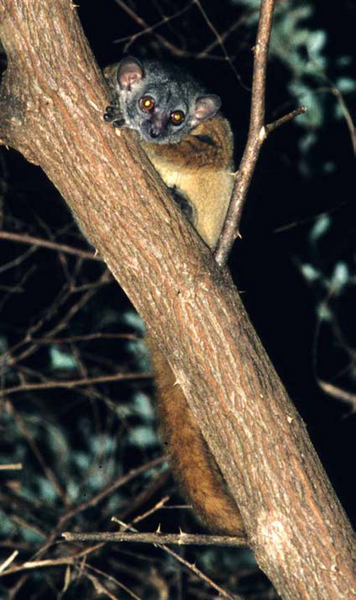 File:Lepilemur aeeclis b.PNG