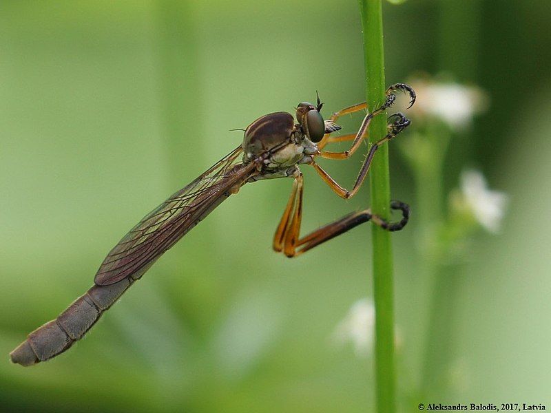 File:Leptogaster cylindrica 02.JPG