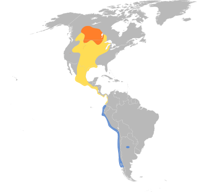 File:Leucophaeus pipixcan map.svg