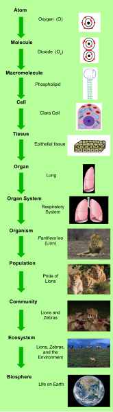 File:Levels of Organization.svg