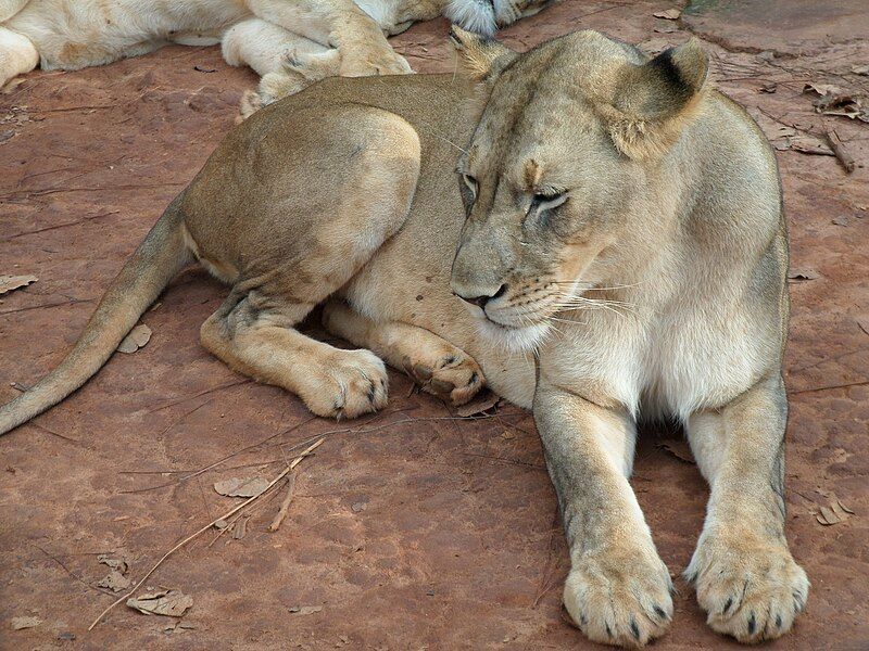 File:Lionne du Cameroun.JPG