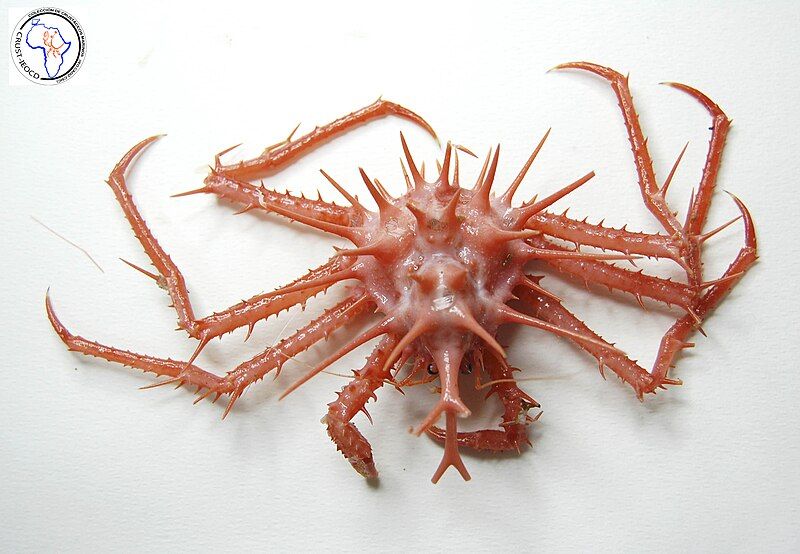 File:Lithodes mamillifer juvenile.jpg