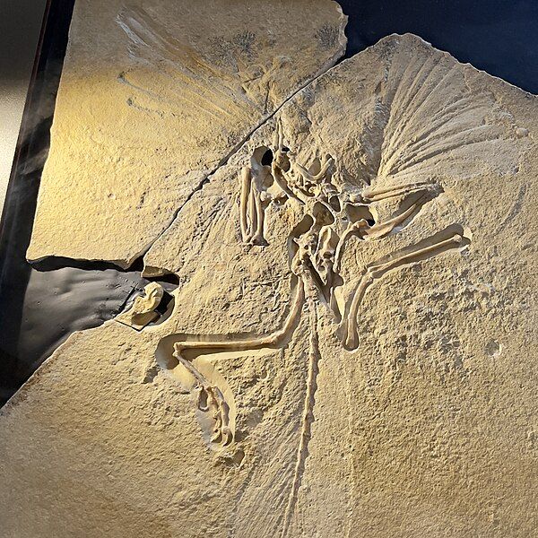 File:London Archaeopteryx.jpg