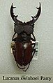 Lucanus swinhoei