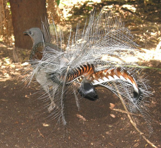 File:Lyrebird.jpg