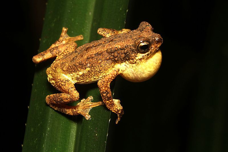 File:Malabar tree toad.jpg