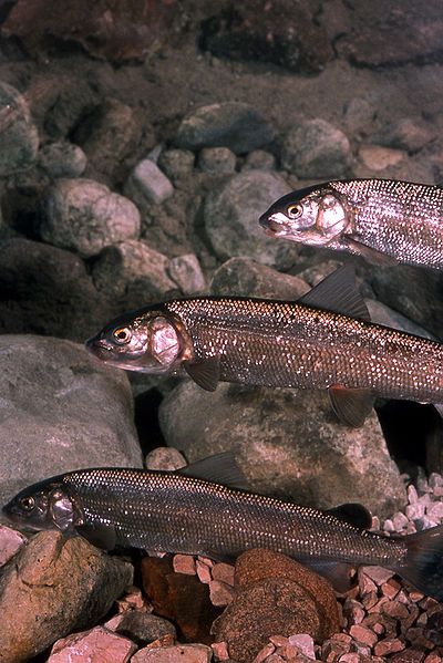 File:MountainWhitefish.jpg