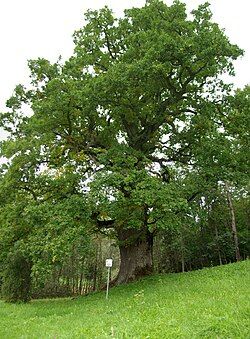 The Mustahamba oak in Mustahamba