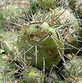 Opuntia fragilis