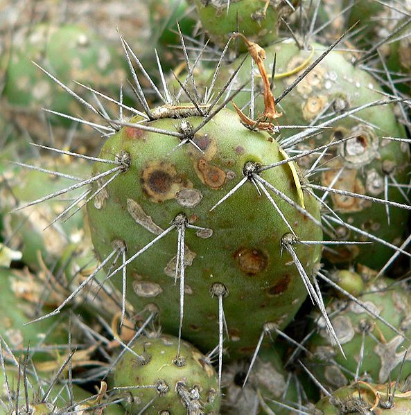 File:Opuntia fragilis 2.jpg