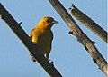 f or juv - Aligandi area - Darien, Panama