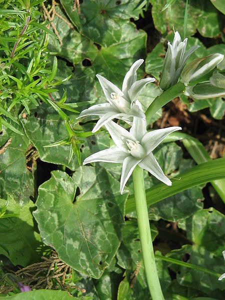 File:Ornithogalum nutans close-up.jpg