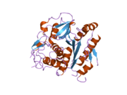 2cy7: The crystal structure of human Atg4B