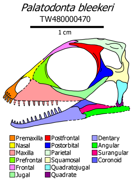 File:Palatodonta skull diagram.png