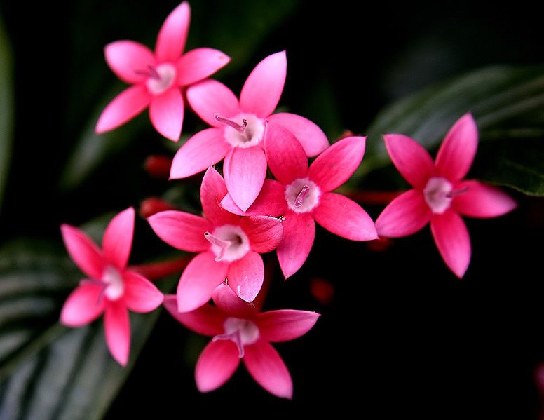 File:Pentas flowers.jpg