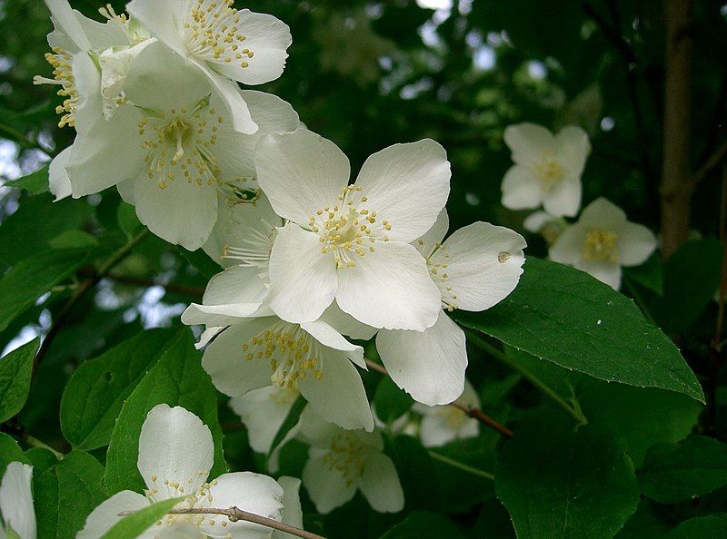 File:Philadelphus satsumi2.jpg