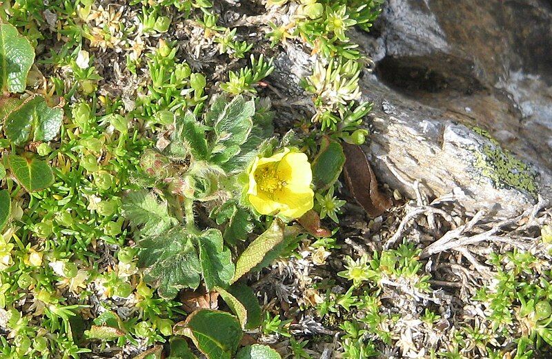 File:Potentilla frigida001a.JPG