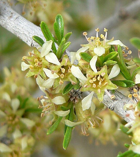 File:Prunus fasciculata 8.jpg