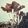 Psilocybe cyanescens mushrooms.