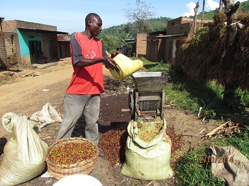 File:Pulping coffee mbale.JPG