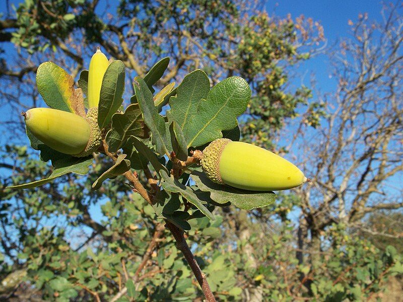 File:Quercus douglasii-6.jpg