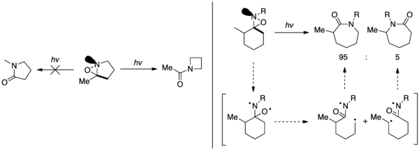 Evidence for selectivity based on nitrogen lone pair orientation.