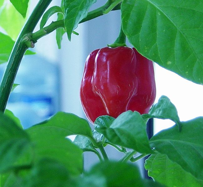 File:Red savina cropped.jpg