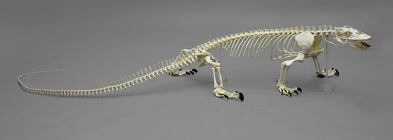 File:SC-027-A-Komodo-Skeleton-f-Lo.jpg